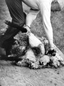 Shearing Sheep